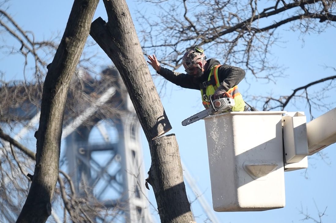 A worker with a chainsaw, toppling a tree in East River Park, near the Williamsburg Bridge. One worker could strip a tree of foliage in a matter of minutes.
